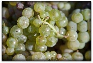 grapes p