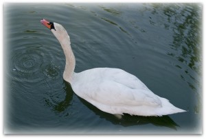 cm swan 2p