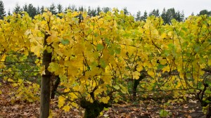 Wineormous-Ponzi-Vineyards in Oregon's Willamette Valley