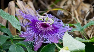 Wineormous passion flower in St. Augustine, Florida