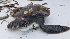 St Simons Island Sea Turtle