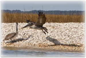 WINEormous pelicans