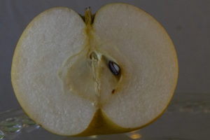 Butterscotch Pear cut