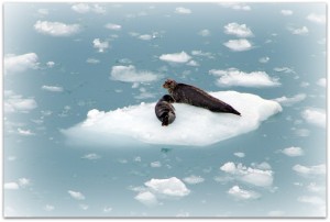 Hubbard Glacier Seals