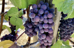 wine tours Temecula Willamette Valley